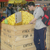 Brisbane Markets Ekka competition